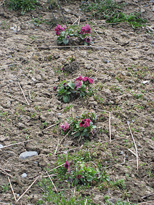 pansy unmulched